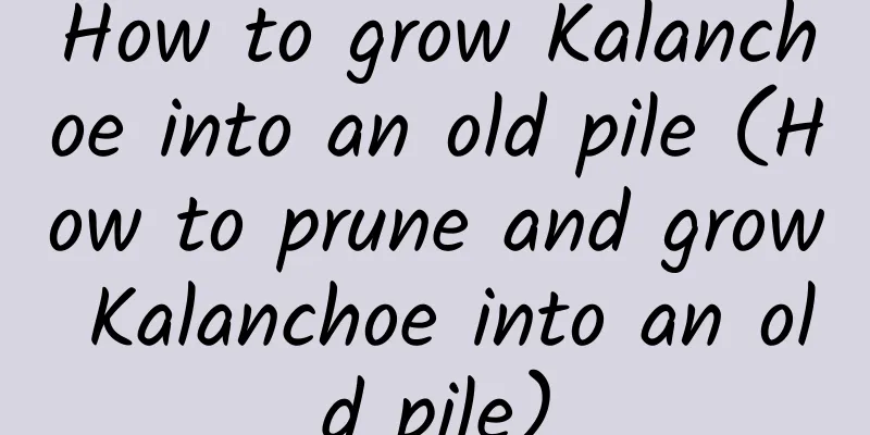 How to grow Kalanchoe into an old pile (How to prune and grow Kalanchoe into an old pile)