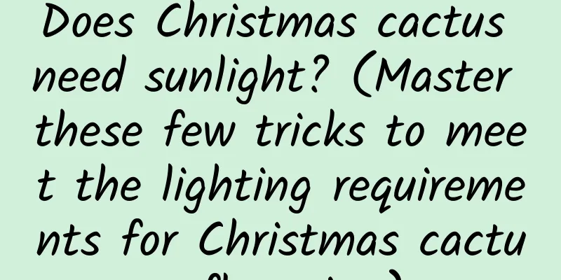 Does Christmas cactus need sunlight? (Master these few tricks to meet the lighting requirements for Christmas cactus flowering)