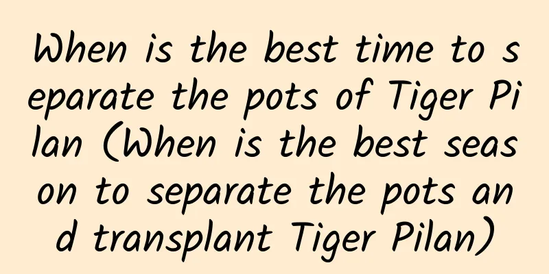 When is the best time to separate the pots of Tiger Pilan (When is the best season to separate the pots and transplant Tiger Pilan)