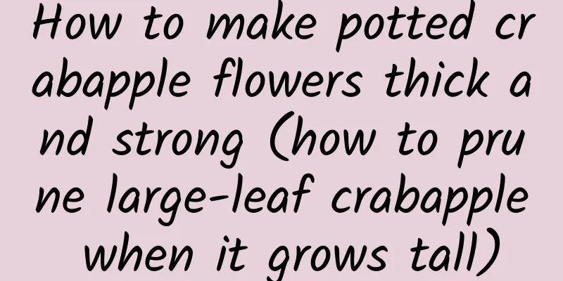 How to make potted crabapple flowers thick and strong (how to prune large-leaf crabapple when it grows tall)