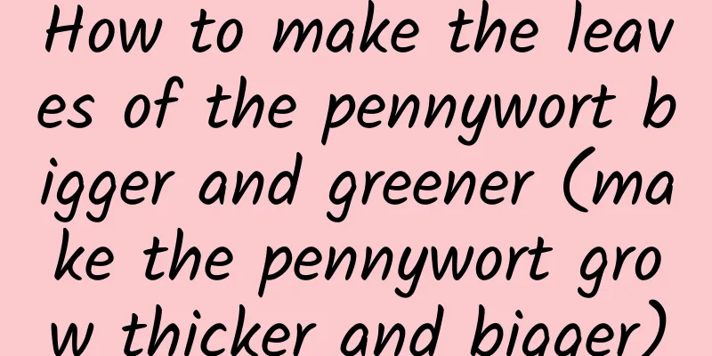 How to make the leaves of the pennywort bigger and greener (make the pennywort grow thicker and bigger)