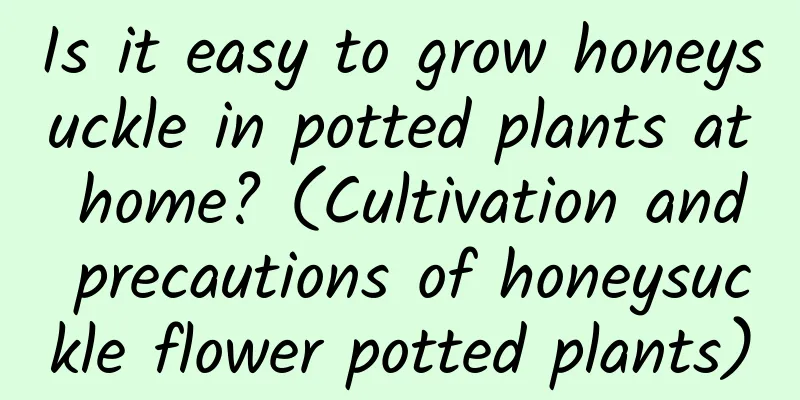 Is it easy to grow honeysuckle in potted plants at home? (Cultivation and precautions of honeysuckle flower potted plants)
