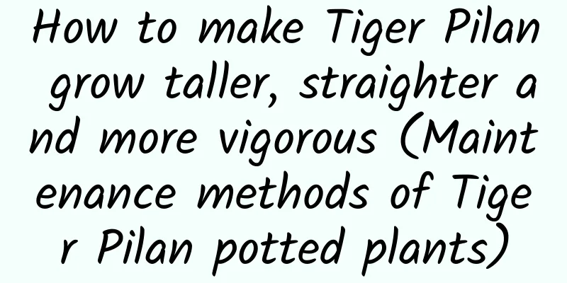 How to make Tiger Pilan grow taller, straighter and more vigorous (Maintenance methods of Tiger Pilan potted plants)