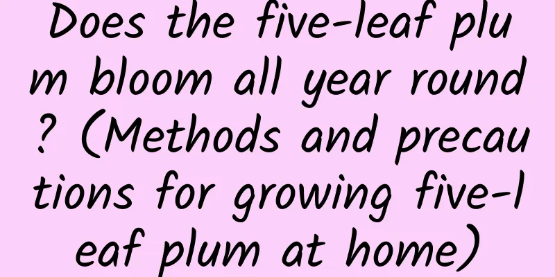 Does the five-leaf plum bloom all year round? (Methods and precautions for growing five-leaf plum at home)