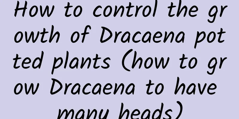 How to control the growth of Dracaena potted plants (how to grow Dracaena to have many heads)