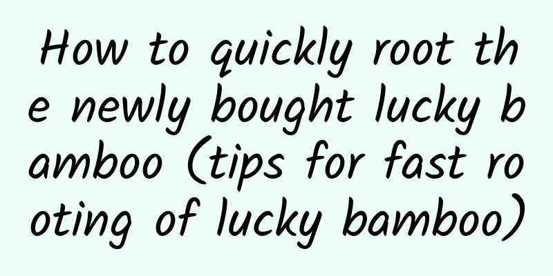 How to quickly root the newly bought lucky bamboo (tips for fast rooting of lucky bamboo)