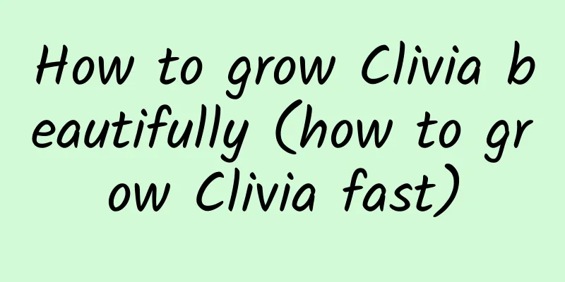 How to grow Clivia beautifully (how to grow Clivia fast)