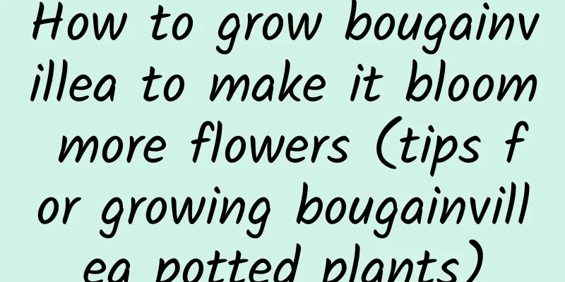 How to grow bougainvillea to make it bloom more flowers (tips for growing bougainvillea potted plants)