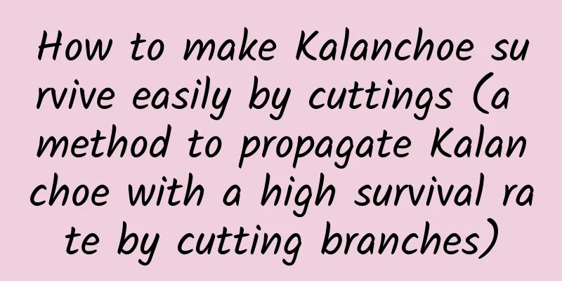 How to make Kalanchoe survive easily by cuttings (a method to propagate Kalanchoe with a high survival rate by cutting branches)