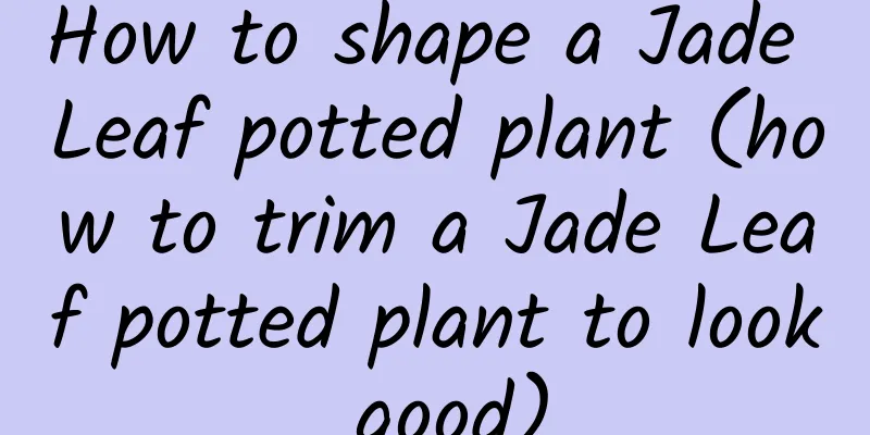How to shape a Jade Leaf potted plant (how to trim a Jade Leaf potted plant to look good)