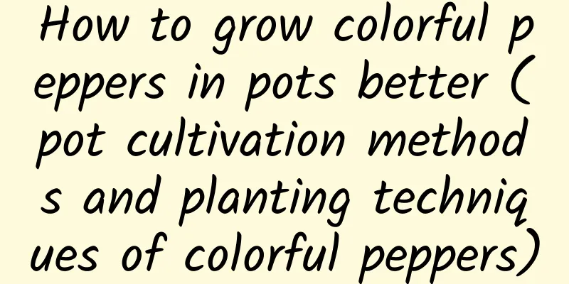 How to grow colorful peppers in pots better (pot cultivation methods and planting techniques of colorful peppers)