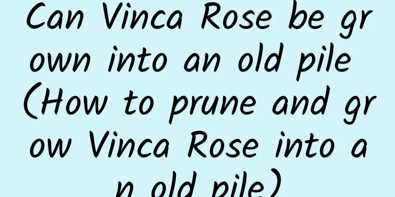Can Vinca Rose be grown into an old pile (How to prune and grow Vinca Rose into an old pile)