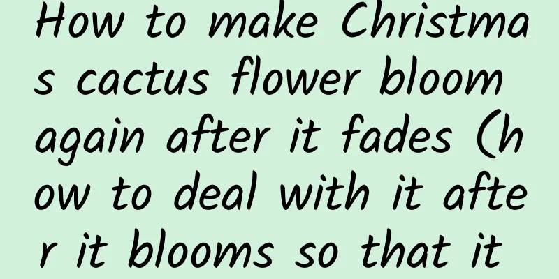 How to make Christmas cactus flower bloom again after it fades (how to deal with it after it blooms so that it can bloom again)