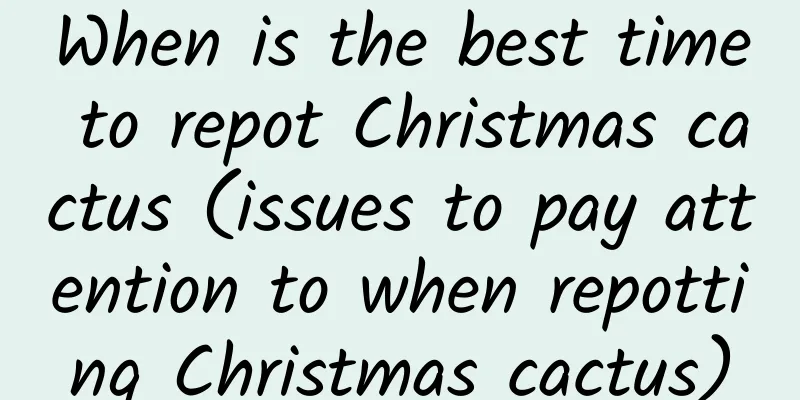 When is the best time to repot Christmas cactus (issues to pay attention to when repotting Christmas cactus)