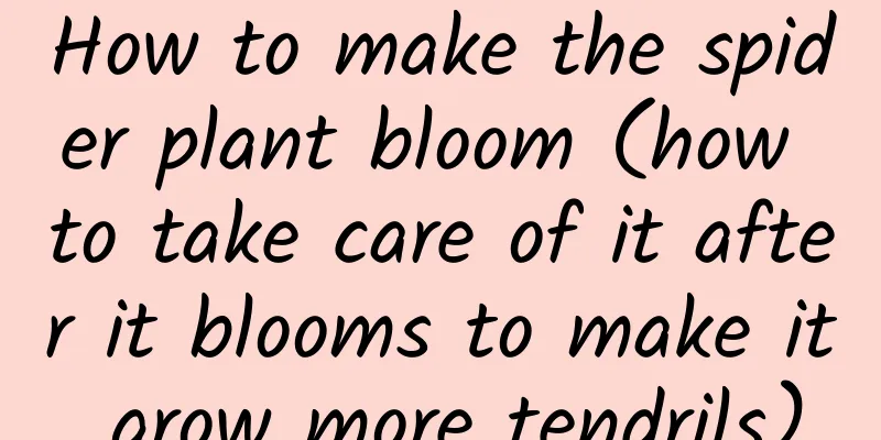 How to make the spider plant bloom (how to take care of it after it blooms to make it grow more tendrils)