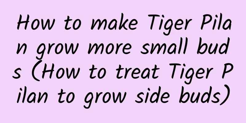 How to make Tiger Pilan grow more small buds (How to treat Tiger Pilan to grow side buds)