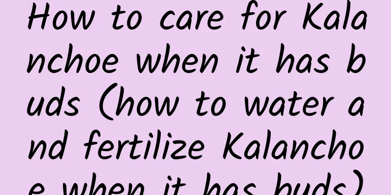 How to care for Kalanchoe when it has buds (how to water and fertilize Kalanchoe when it has buds)