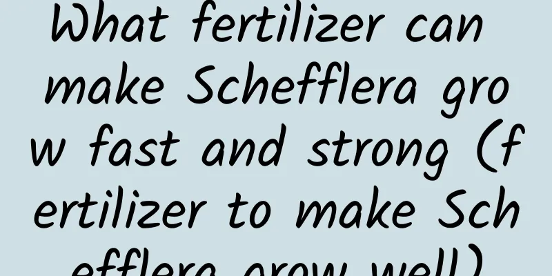 What fertilizer can make Schefflera grow fast and strong (fertilizer to make Schefflera grow well)