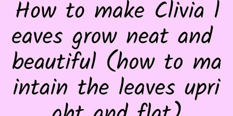 How to make Clivia leaves grow neat and beautiful (how to maintain the leaves upright and flat)