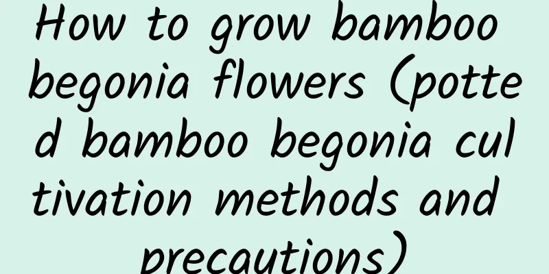 How to grow bamboo begonia flowers (potted bamboo begonia cultivation methods and precautions)