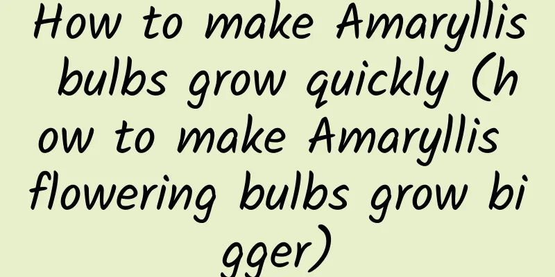 How to make Amaryllis bulbs grow quickly (how to make Amaryllis flowering bulbs grow bigger)