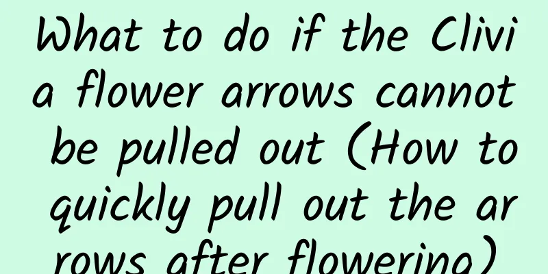What to do if the Clivia flower arrows cannot be pulled out (How to quickly pull out the arrows after flowering)