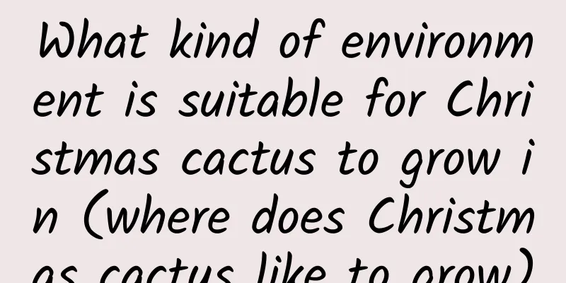 What kind of environment is suitable for Christmas cactus to grow in (where does Christmas cactus like to grow)
