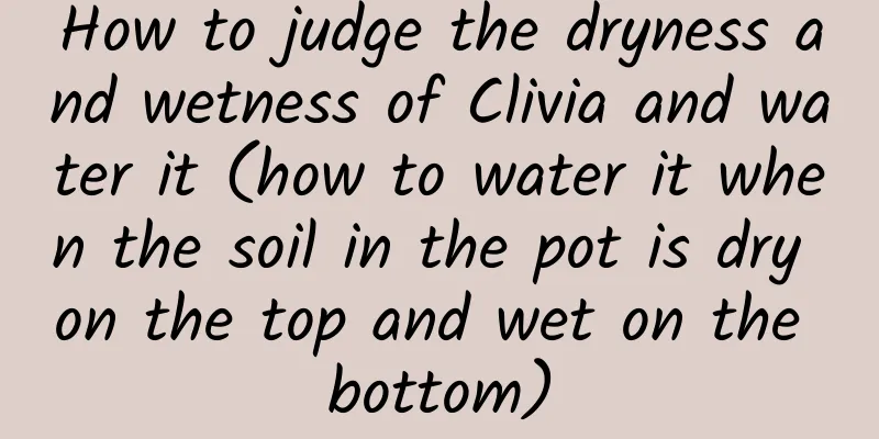 How to judge the dryness and wetness of Clivia and water it (how to water it when the soil in the pot is dry on the top and wet on the bottom)