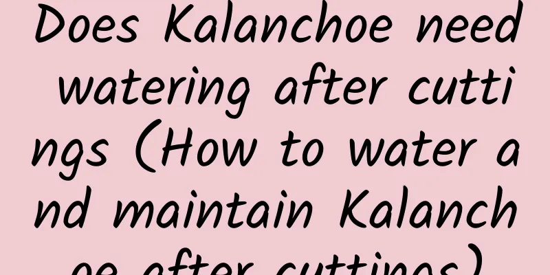 Does Kalanchoe need watering after cuttings (How to water and maintain Kalanchoe after cuttings)