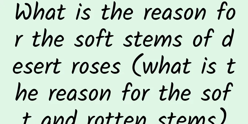 What is the reason for the soft stems of desert roses (what is the reason for the soft and rotten stems)