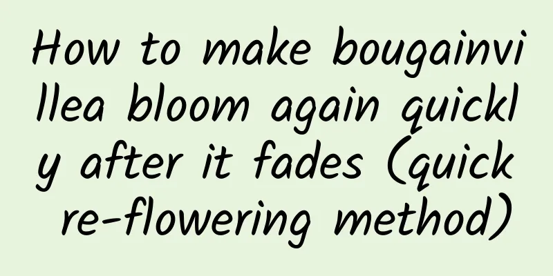 How to make bougainvillea bloom again quickly after it fades (quick re-flowering method)
