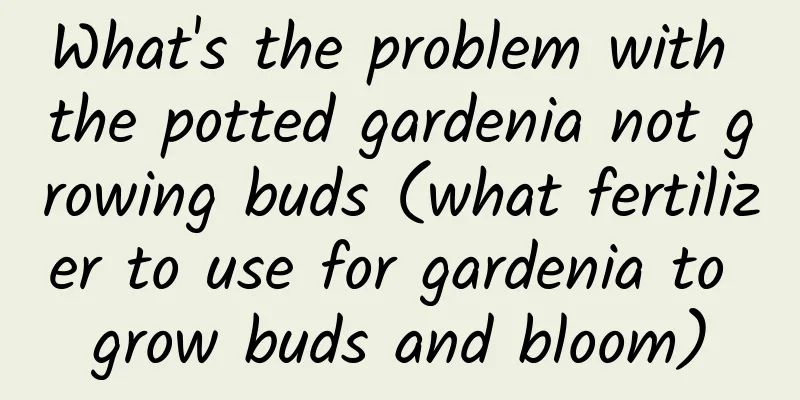What's the problem with the potted gardenia not growing buds (what fertilizer to use for gardenia to grow buds and bloom)