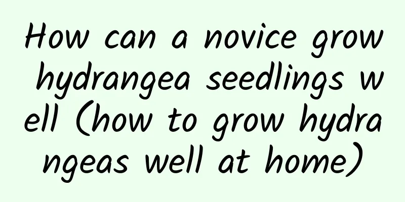 How can a novice grow hydrangea seedlings well (how to grow hydrangeas well at home)