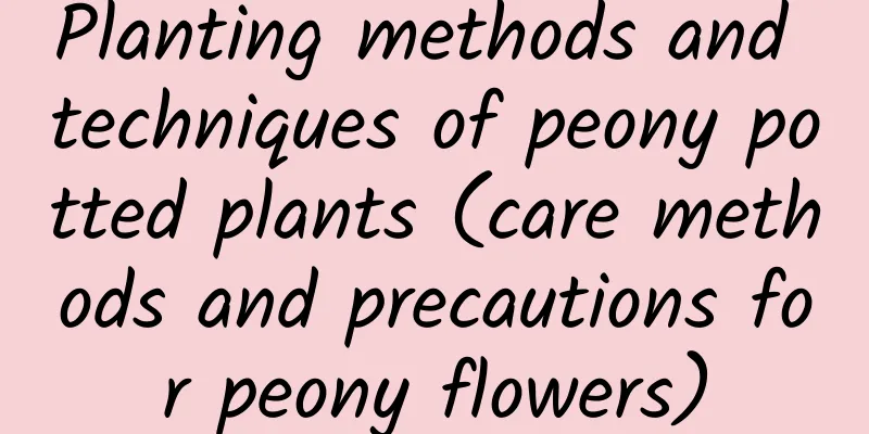 Planting methods and techniques of peony potted plants (care methods and precautions for peony flowers)