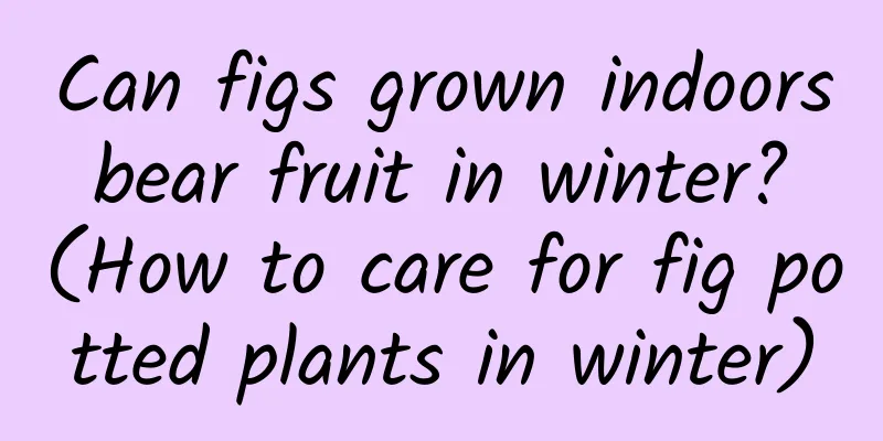 Can figs grown indoors bear fruit in winter? (How to care for fig potted plants in winter)
