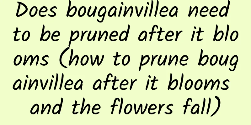 Does bougainvillea need to be pruned after it blooms (how to prune bougainvillea after it blooms and the flowers fall)