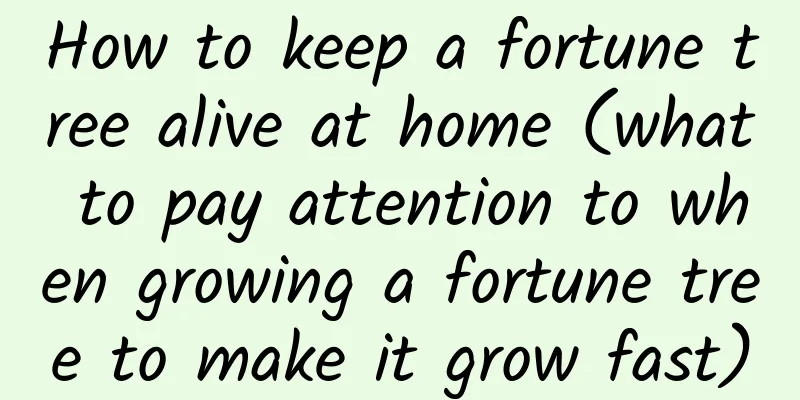How to keep a fortune tree alive at home (what to pay attention to when growing a fortune tree to make it grow fast)