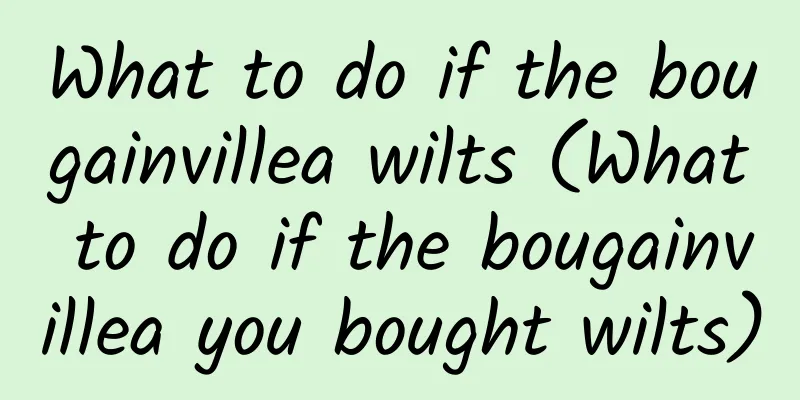 What to do if the bougainvillea wilts (What to do if the bougainvillea you bought wilts)