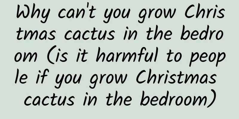 Why can't you grow Christmas cactus in the bedroom (is it harmful to people if you grow Christmas cactus in the bedroom)