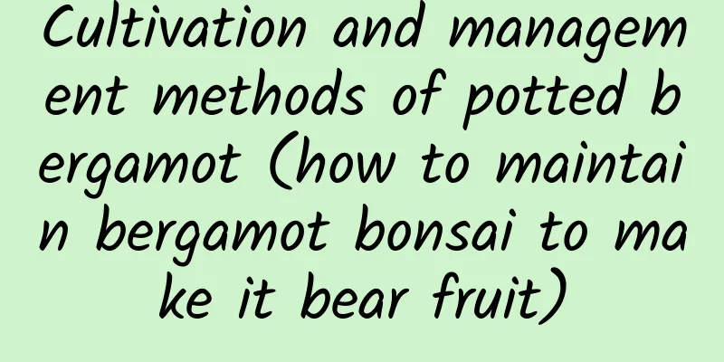 Cultivation and management methods of potted bergamot (how to maintain bergamot bonsai to make it bear fruit)