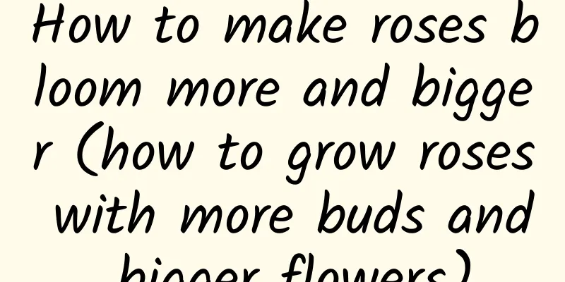 How to make roses bloom more and bigger (how to grow roses with more buds and bigger flowers)