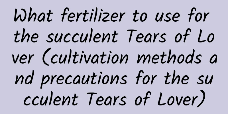 What fertilizer to use for the succulent Tears of Lover (cultivation methods and precautions for the succulent Tears of Lover)
