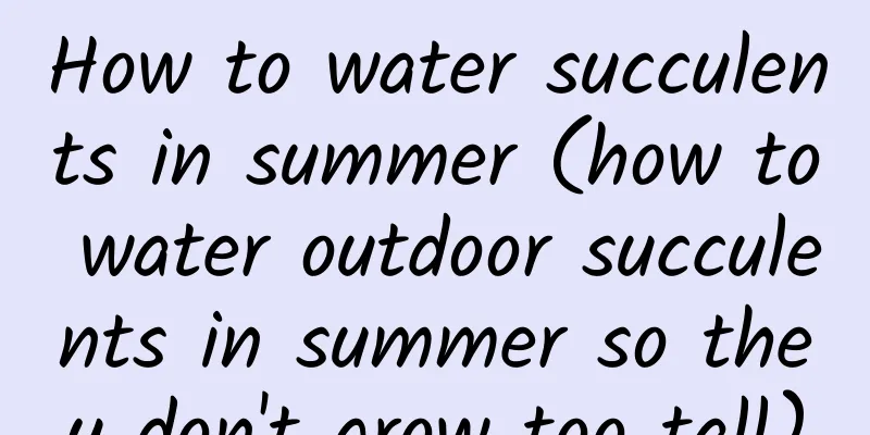How to water succulents in summer (how to water outdoor succulents in summer so they don't grow too tall)