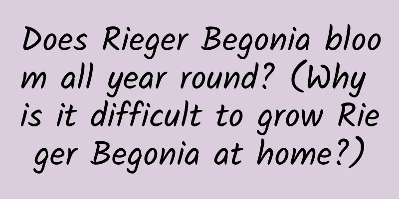 Does Rieger Begonia bloom all year round? (Why is it difficult to grow Rieger Begonia at home?)