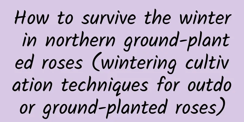 How to survive the winter in northern ground-planted roses (wintering cultivation techniques for outdoor ground-planted roses)