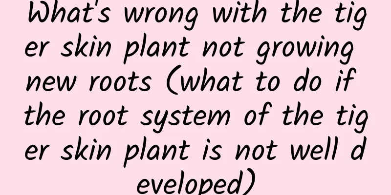 What's wrong with the tiger skin plant not growing new roots (what to do if the root system of the tiger skin plant is not well developed)