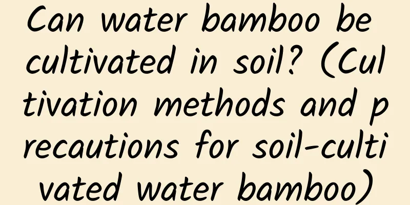 Can water bamboo be cultivated in soil? (Cultivation methods and precautions for soil-cultivated water bamboo)