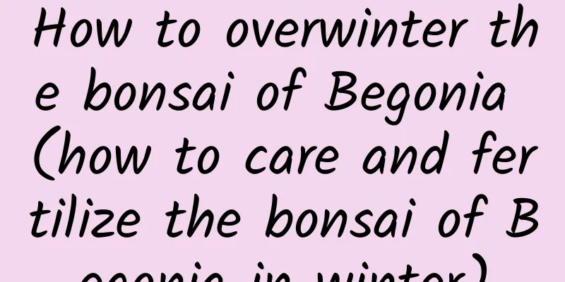 How to overwinter the bonsai of Begonia (how to care and fertilize the bonsai of Begonia in winter)