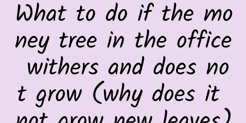 What to do if the money tree in the office withers and does not grow (why does it not grow new leaves)