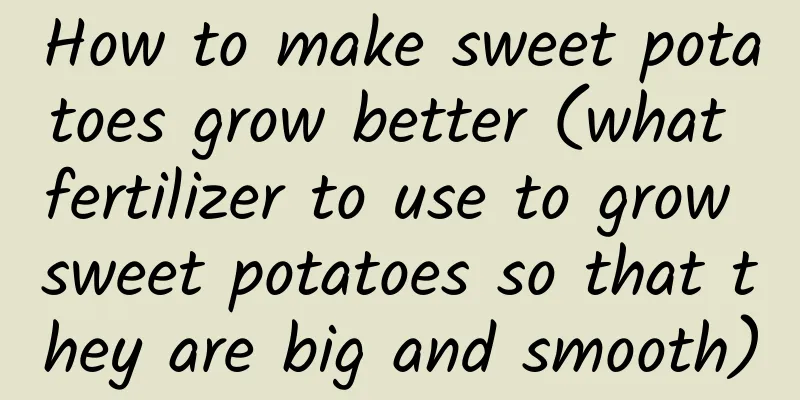 How to make sweet potatoes grow better (what fertilizer to use to grow sweet potatoes so that they are big and smooth)